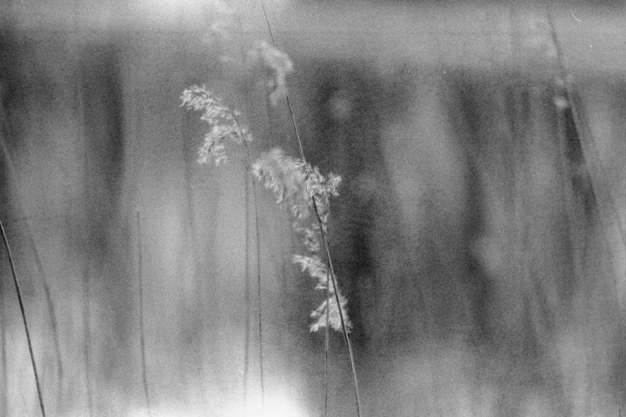A black and white and grainy picture of reeds, only one fluffy reed seems to be in focus. In the background there a many blurry stems.
