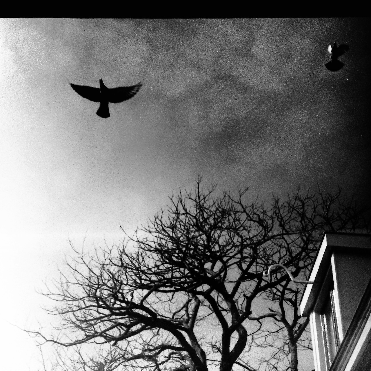 Grainy black and white picture of a a tree and two doves seeming to run away from something that happend, its taken from the perspective of a human looking up at the sky.
