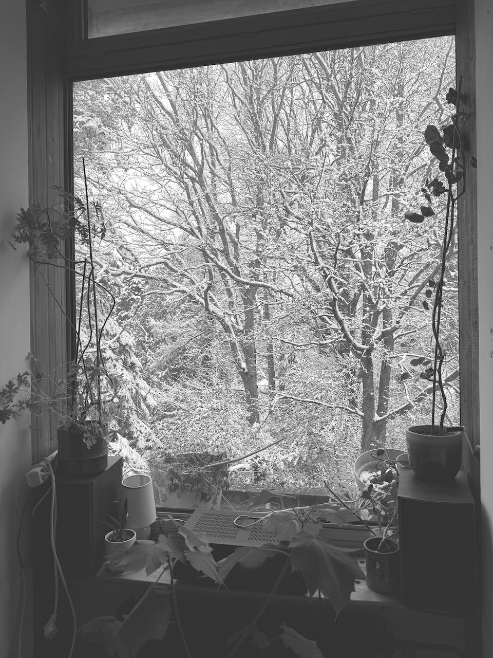 Black and white picture of a window that shows many trees with a small layer of white snow, there are many branches each covered with a thin layer of white snow, there a plants at the innerside of the window